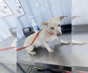 Chihuahua Dogs for adoption in Bakersfield, CA, USA