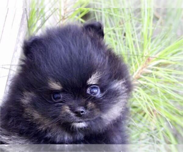 Medium Photo #16 Pomeranian Puppy For Sale in BOSTON, MA, USA