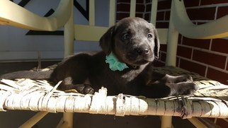 Labrador Retriever Puppy for sale in AUBURN, IN, USA