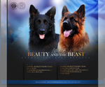 Small #9 German Shepherd Dog