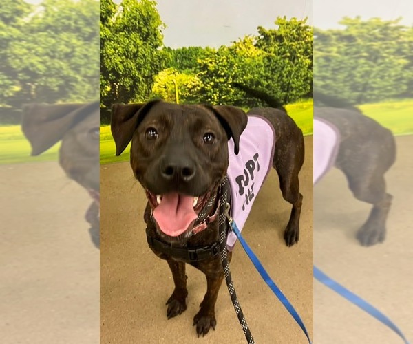 Medium Photo #5 Labrador Retriever-Unknown Mix Puppy For Sale in Munford, TN, USA