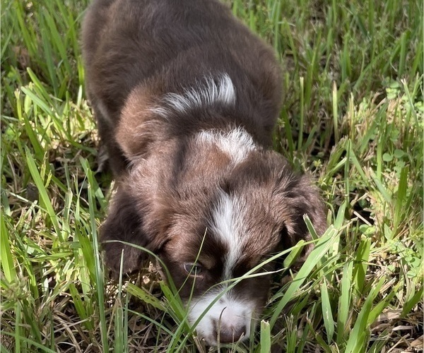 Medium Photo #4 Miniature Australian Shepherd Puppy For Sale in APOPKA, FL, USA