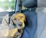 Small #5 Labrador Retriever