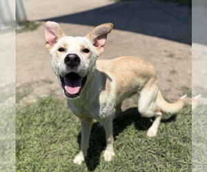 Huskies -Unknown Mix Dogs for adoption in Virginia Beach, VA, USA