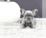 Puppy 2 French Bulldog