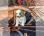 Small #9 Cavachon