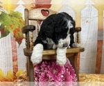 Small Photo #8 Aussiedoodle Puppy For Sale in COMMERCE, MI, USA