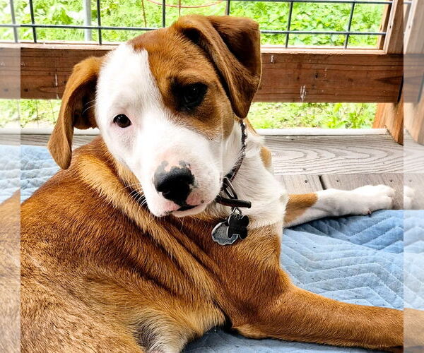 Medium Photo #5 Labrador Retriever-Unknown Mix Puppy For Sale in Hillsboro, MO, USA