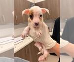 Small Mutt