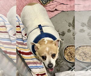 Rat Terrier-Unknown Mix Dogs for adoption in Tavares, FL, USA