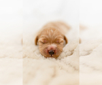 Small Photo #6 Goldendoodle Puppy For Sale in FREDERICA, DE, USA