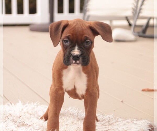 Medium Photo #3 Boxer Puppy For Sale in SHIPSHEWANA, IN, USA