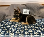 Small #5 German Shepherd Dog