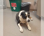 Small #1 Australian Shepherd Mix