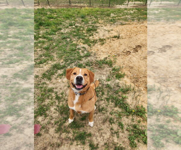Medium Photo #1 Labbe Puppy For Sale in garner, NC, USA