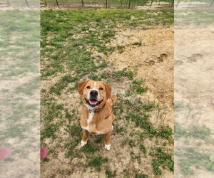 Labbe Dogs for adoption in garner, NC, USA