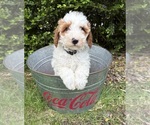 Small #2 Goldendoodle (Miniature)
