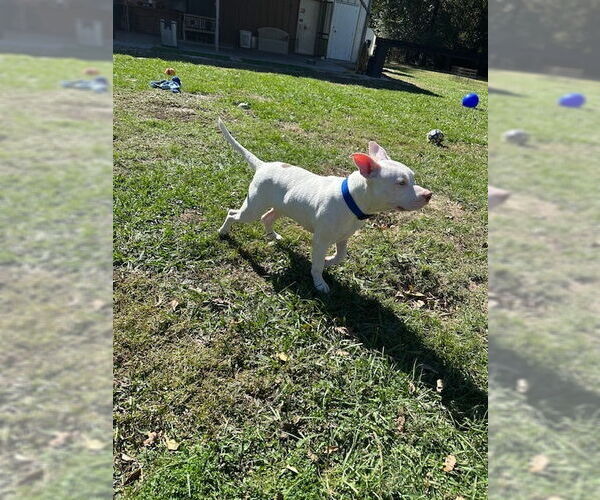 Medium Photo #4 Mutt Puppy For Sale in Oak Bluffs, MA, USA