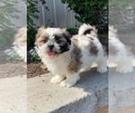 Small #1 Shih Tzu