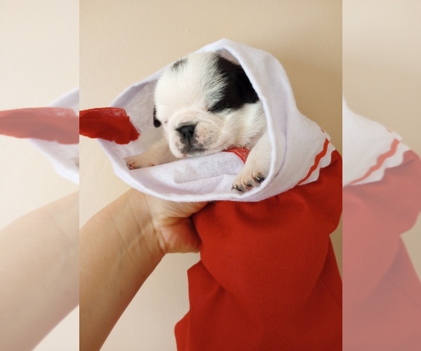 Medium Photo #4 Pug Puppy For Sale in SAINT PAUL, MN, USA