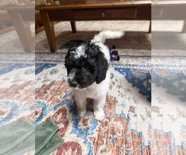 Medium Photo #6 Aussiedoodle Puppy For Sale in ASHEVILLE, NC, USA
