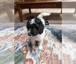Small #5 Aussiedoodle