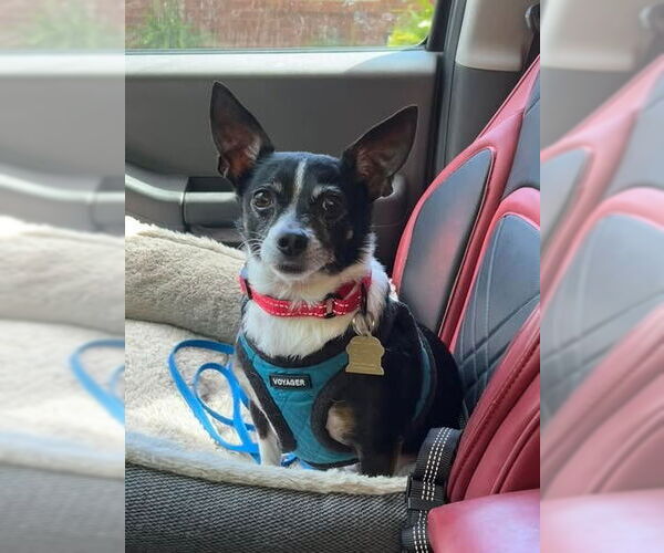 Medium Photo #1 Chihuahua Puppy For Sale in Ellijay, GA, USA