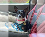 Small Chihuahua