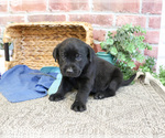 Small #1 Labrador Retriever