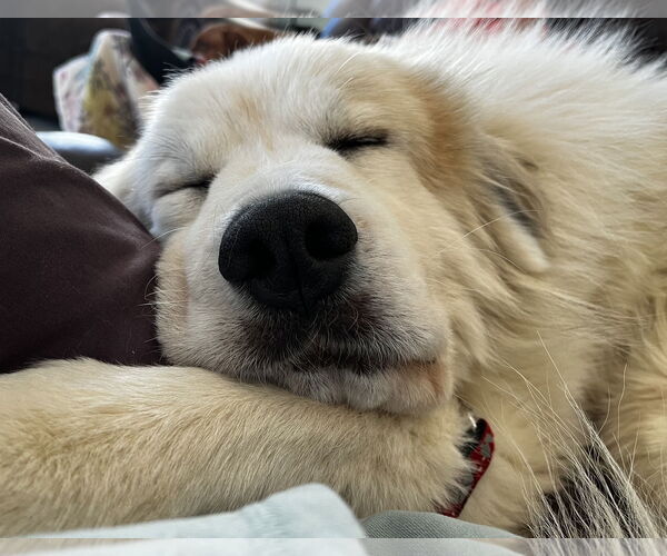 Medium Photo #10 Great Pyrenees Puppy For Sale in Brooklyn Center, MN, USA