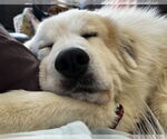 Small #9 Great Pyrenees