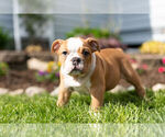 Small Photo #3 English Bulldog Puppy For Sale in WARSAW, IN, USA