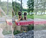 Small #6 Doberman Pinscher