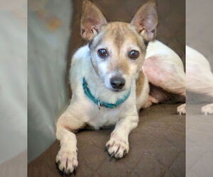Rat Terrier Dogs for adoption in Atlanta, GA, USA