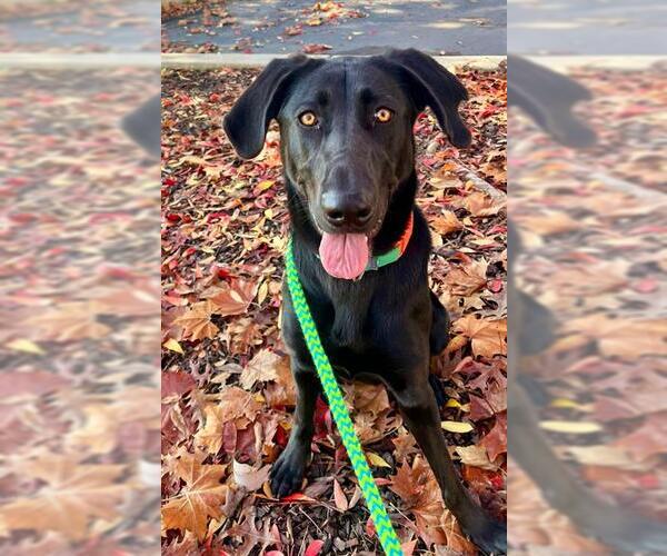 Medium Photo #2 Labrador Retriever-Unknown Mix Puppy For Sale in Sacramento, CA, USA