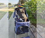 Small #15 American Pit Bull Terrier-Labrador Retriever Mix