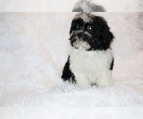 Medium Photo #20 ShihPoo Puppy For Sale in DYERSBURG, TN, USA