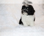 Small #19 ShihPoo