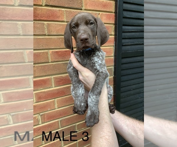 Medium Photo #30 German Shorthaired Pointer Puppy For Sale in MARIETTA, GA, USA
