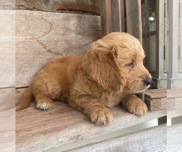 Medium Photo #4 Goldendoodle-Poodle (Miniature) Mix Puppy For Sale in MOHNTON, PA, USA