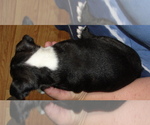 Small #1 Boston Terrier