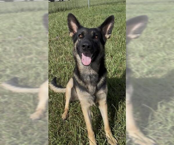 Medium Photo #2 German Shepherd Dog Puppy For Sale in Rosenberg, TX, USA
