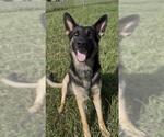 Small Photo #2 German Shepherd Dog Puppy For Sale in Rosenberg, TX, USA