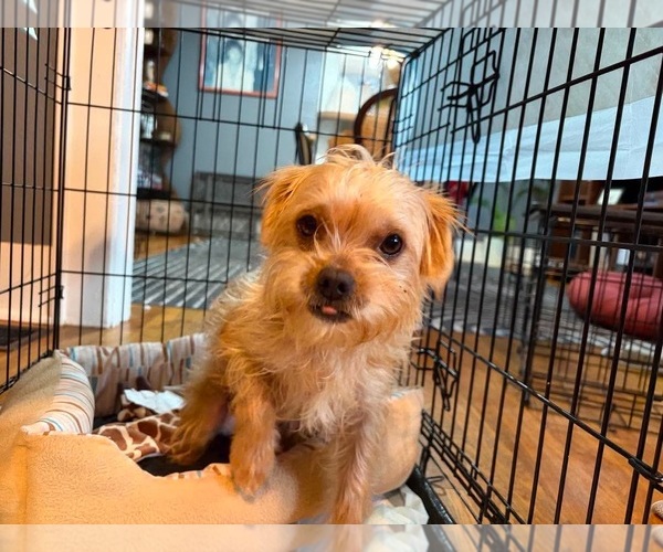 Medium Photo #3 Maltese-Unknown Mix Puppy For Sale in Grafton, WI, USA