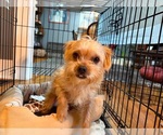 Small #2 Maltese Mix