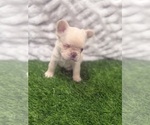 Small Photo #2 French Bulldog Puppy For Sale in PORTSMOUTH, VA, USA