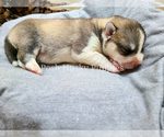Puppy 2 Siberian Husky