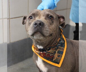 Mutt Dogs for adoption in San Antonio, TX, USA