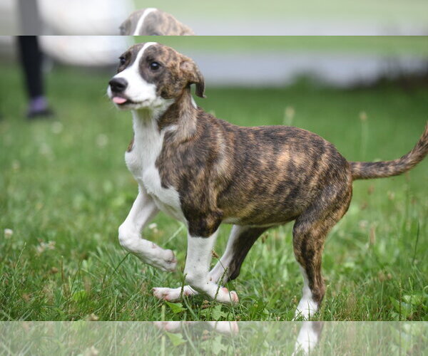 Medium Photo #1 Plott Hound-Unknown Mix Puppy For Sale in Mechanicsburg, PA, USA