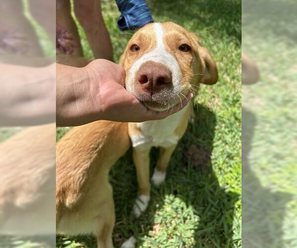 Medium Photo #1 Labrador Retriever-Unknown Mix Puppy For Sale in Houston, TX, USA